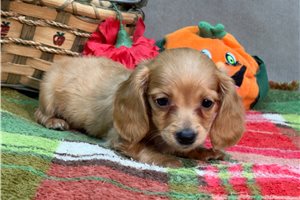 Wendy - Mini Dachshund for sale