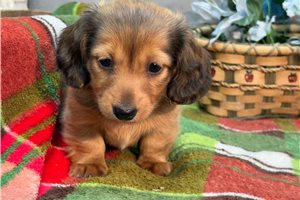 Isaiah - Dachshund, Mini for sale