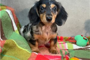 Reese - Dachshund, Mini, placed in Kirksville