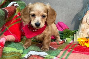 Nevaeh - puppy for sale