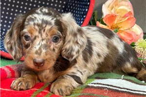 Rosebud - puppy for sale