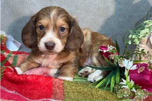 Roslyn - Dachshund, Mini for sale