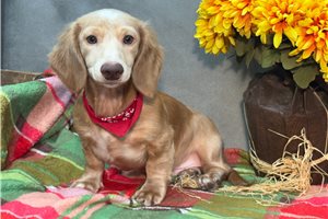 Roman - Dachshund, Mini for sale