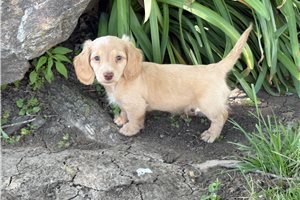 Nathan - Dachshund, Mini for sale