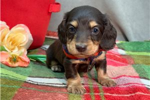 Nash - puppy for sale