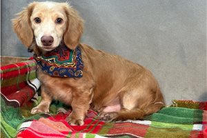 Roman - Dachshund, Mini for sale