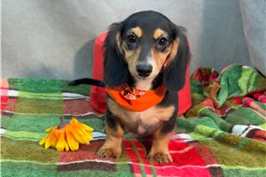 Hosanna - Dachshund, Mini, placed in Kirksville