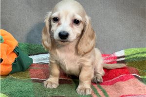 Wren - Mini Dachshund for sale