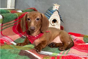 Ivan - Dachshund, Mini for sale