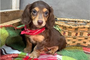 Ruby - Dachshund, Mini for sale