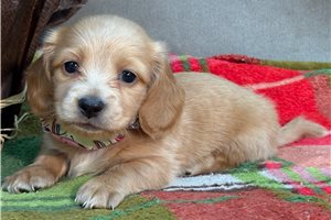 Willa - puppy for sale