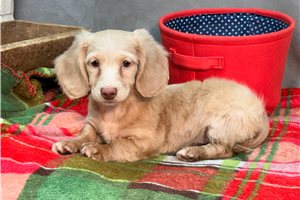 Karla - Dachshund, Mini for sale