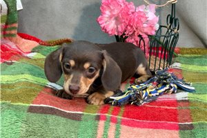 Brooklyn - Dachshund, Mini for sale