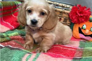 Willa - Mini Dachshund for sale