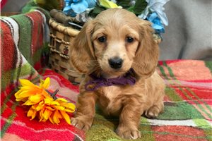 Karlita - Dachshund, Mini for sale