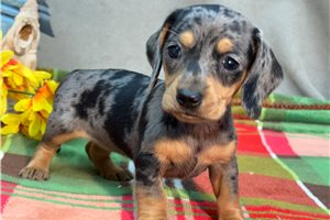 Marsha - puppy for sale