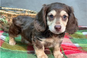 Romelo - Dachshund, Mini for sale