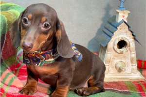 Rosa - puppy for sale