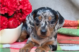 Lara - Dachshund, Mini for sale