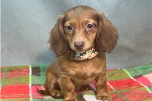 Hope - Dachshund, Mini for sale