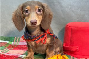 Hidalgo - puppy for sale