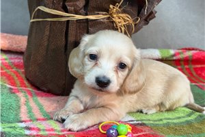 Wren - Mini Dachshund for sale
