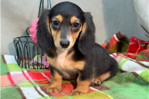Hosanna - Dachshund, Mini for sale