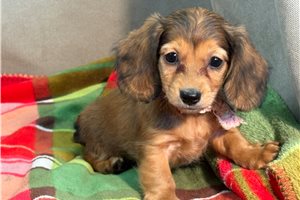 Delia - Dachshund, Mini for sale