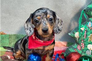 Maura - Dachshund, Mini for sale