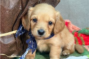 William - Mini Dachshund for sale