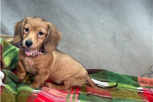 Raya - Mini Dachshund for sale