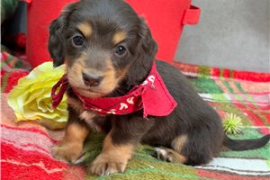 Nova - Dachshund, Mini for sale
