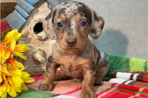 Marcus - Dachshund, Mini for sale