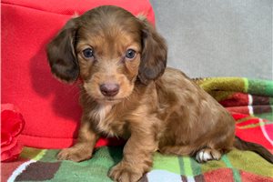 Ronin - puppy for sale