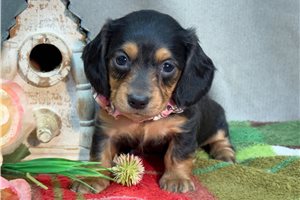 Naomi - puppy for sale