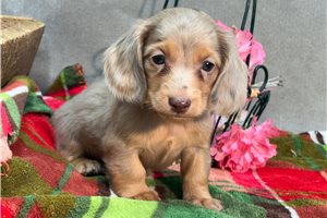 Peanut - puppy for sale