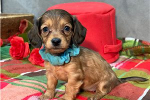 Raya - Dachshund, Mini for sale