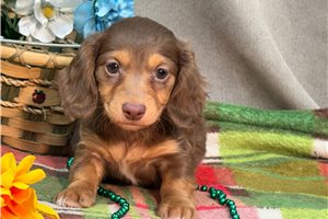 Brianna - Dachshund, Mini for sale