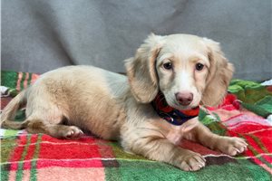 Karla - Dachshund, Mini for sale