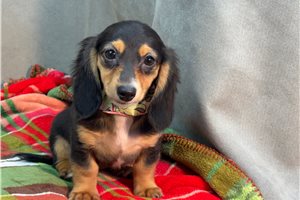 Hosanna - Mini Dachshund for sale