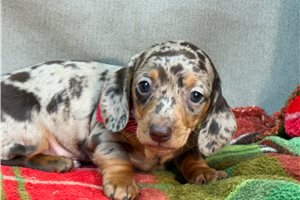 Stirling - Dachshund, Mini for sale
