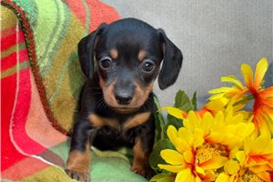 Margaux - puppy for sale