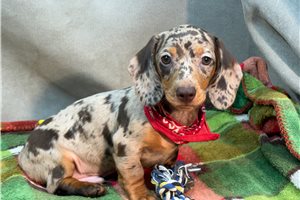 Stirling - Dachshund, Mini for sale