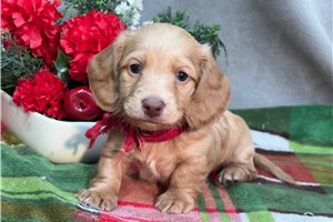Kendrick - Dachshund, Mini for sale