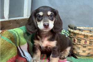 Rowan - Dachshund, Mini for sale