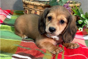 DeeDee - Dachshund, Mini for sale