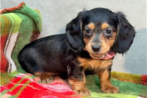 Naomi - Mini Dachshund for sale