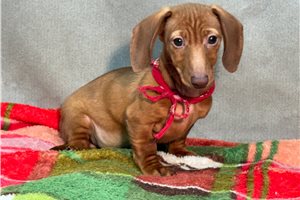 Ivan - Dachshund, Mini for sale