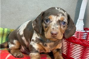 Caesar - Dachshund, Mini for sale