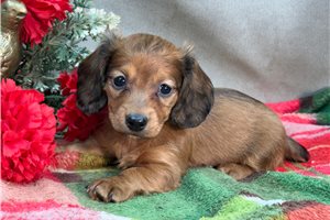 Holiday - Dachshund, Mini for sale